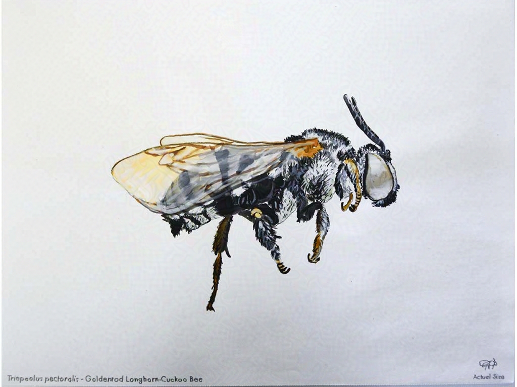 bee speciment
